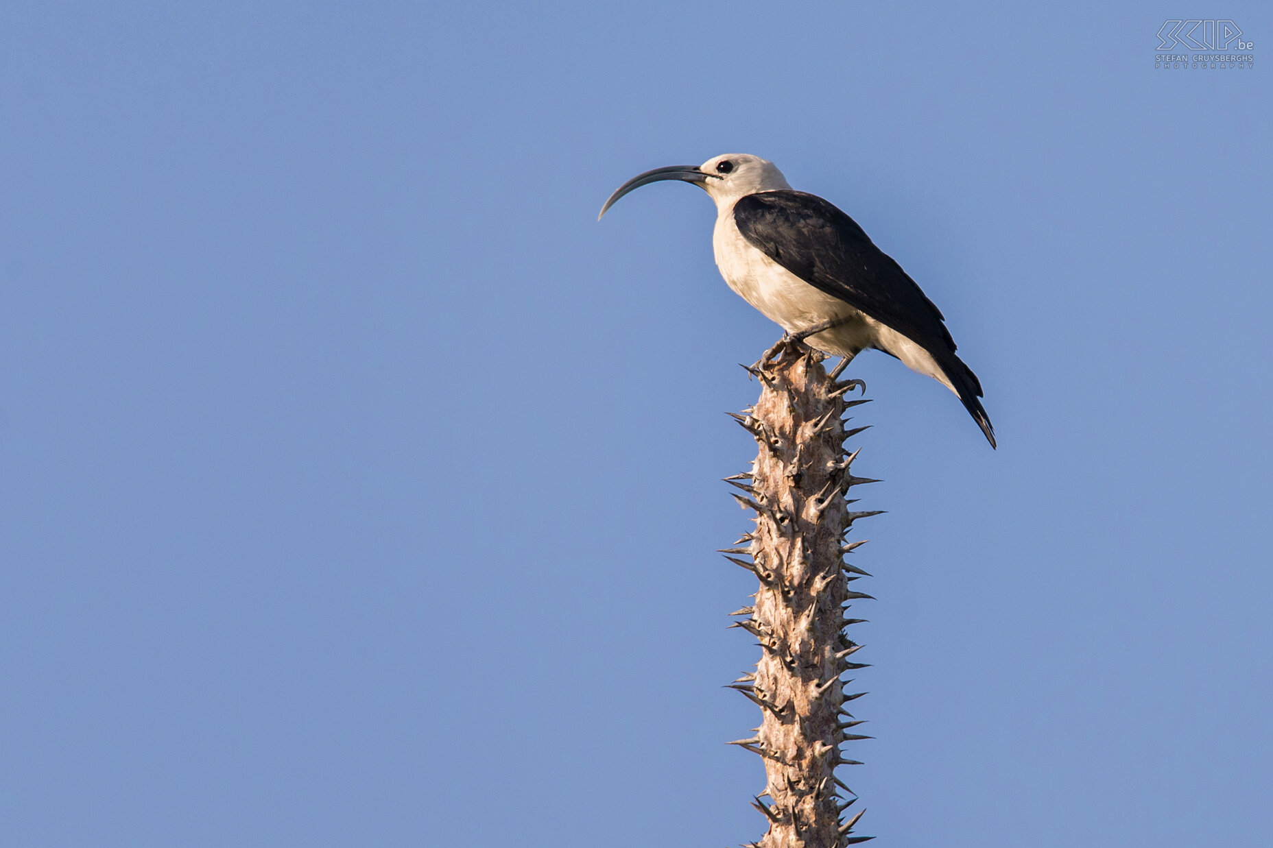 Ifaty - Reniala - Sikkelvanga Tijdens onze laatste ochtend in het zuiden van Madagaskar bezochten we het Reniala Private Reserve in Ifaty. Het reservaat ligt op minder dan 1km van het Kanaal van Mozambique. Het beschermt een wonderlijk en unieke ecosysteem, dat alleen in het zuiden van Madagaskar voorkomt; het ‘spiny forest’. Het spiny forest herbergt vele unieke inheemse planten en zeer oude baobabs en het is een paradijs voor vogelliefhebbers. We zagen o.a. deze sikkelvanga (Sickle-billed vanga, Falculea palliata). Stefan Cruysberghs